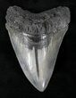 Sharply Serrated Megalodon Tooth - South Carolina #21720-2